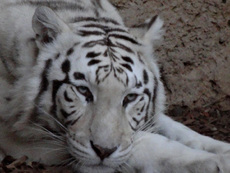 Weißer Tiger_5.jpg